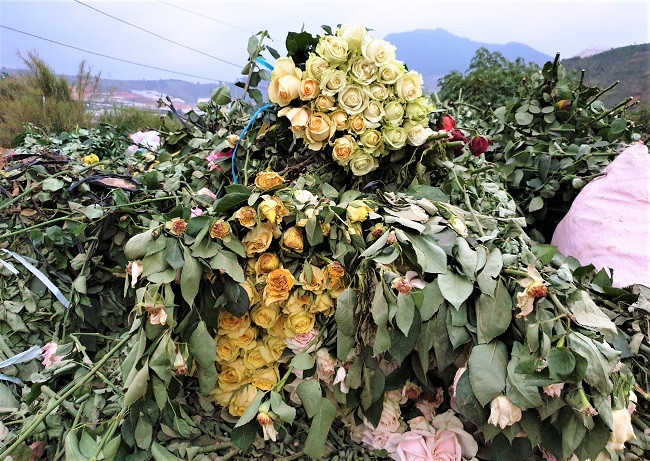Hoa hồng bị ném ra đống rác
