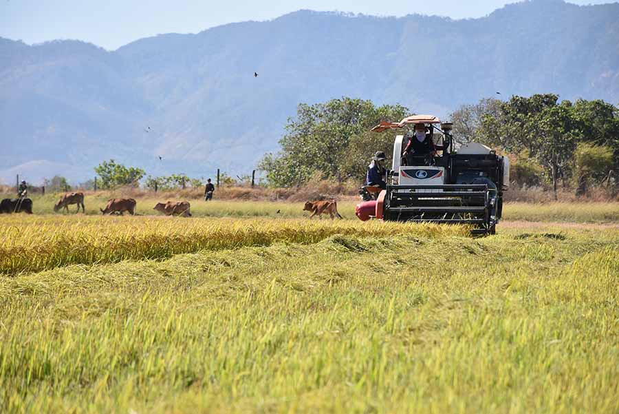 Người dân xã Ia Lâu (huyện Chư Prông) thu hoạch lúa. Ảnh: M.N