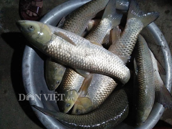 Đến vụ thu hoạch cá, nhiều thương lái đến tận ao ông Địa thu mua với giá cao. Vì vậy đầu ra cho sản phẩm cá của gia đình ông tương đối ổn định.