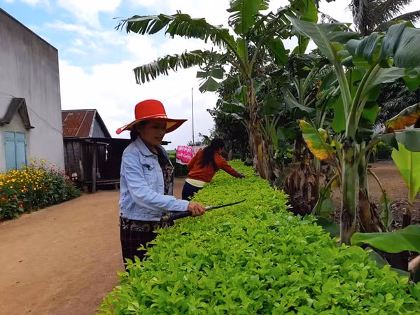  Chị em phụ nữ làng Jun (xã Yang Bắc, huyện Đak Pơ) chăm sóc hàng rào xanh. Ảnh: N.H