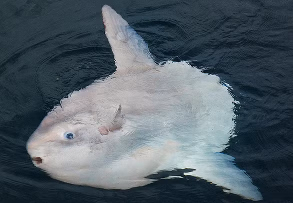 Cá mặt trăng trưởng thành thường ít bơi mà thả trôi cơ thể theo dòng nước - Ảnh: BESTPHOTOSITE