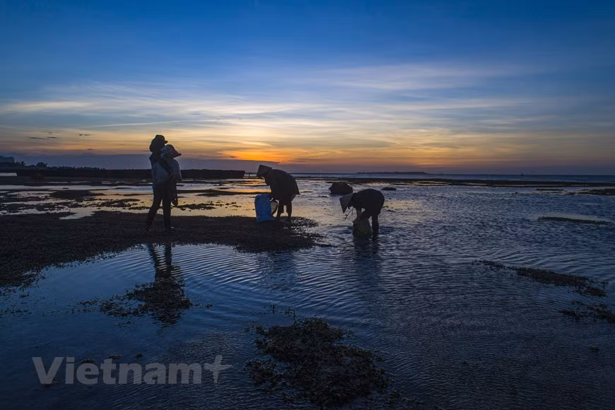 Rong biển là một đặc sản ở Lý Sơn. Đến Lý Sơn mỗi buổi chiều, du khách có thể dễ dàng tìm gặp những người thu hoạch rong biển ngay trên các bờ, bãi quanh đảo. Ảnh: Tùng Lâm/Vietnam+