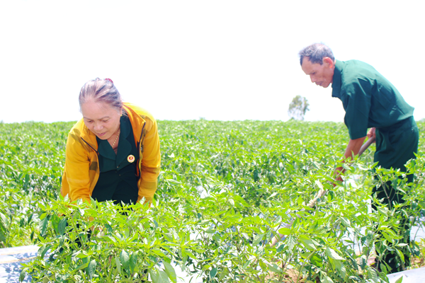 Vợ chồng ông Phạm Tấn Lực (thôn 5, xã Thành An) chăm sóc vườn ớt của gia đình. Ảnh: Nguyên Giang 