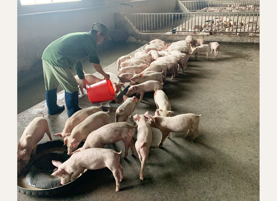  Nhiều cơ sở chăn nuôi trên địa bàn tỉnh đang thận trọng tái đàn heo với phương châm “chậm nhưng chắc”. Ảnh: L.G