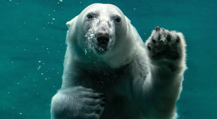 Biến đổi khí hậu có thể là sự kết thúc của nhiều quần thể gấu Bắc cực. Ảnh: Unsplash.