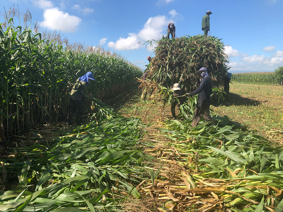 Thu hoạch bắp sinh khối. Ảnh: Lê Nam Thu hoạch bắp sinh khối. Ảnh: Lê Nam