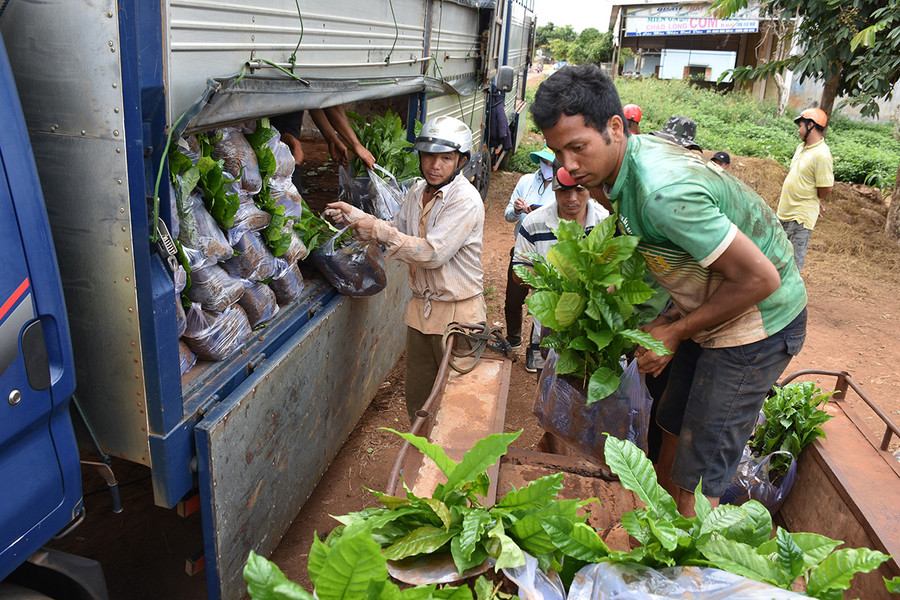  Người dân xã Ia Tiêm (huyện Chư Sê) nhận giống cà phê để tái canh. Ảnh: L.N