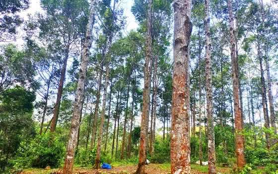  Dự án “Quản lý rừng bền vững và thúc đẩy chứng chỉ rừng tỉnh Bình Định” tập trung vào việc trồng rừng gỗ lớn và hỗ trợ cấp chứng chỉ FSC