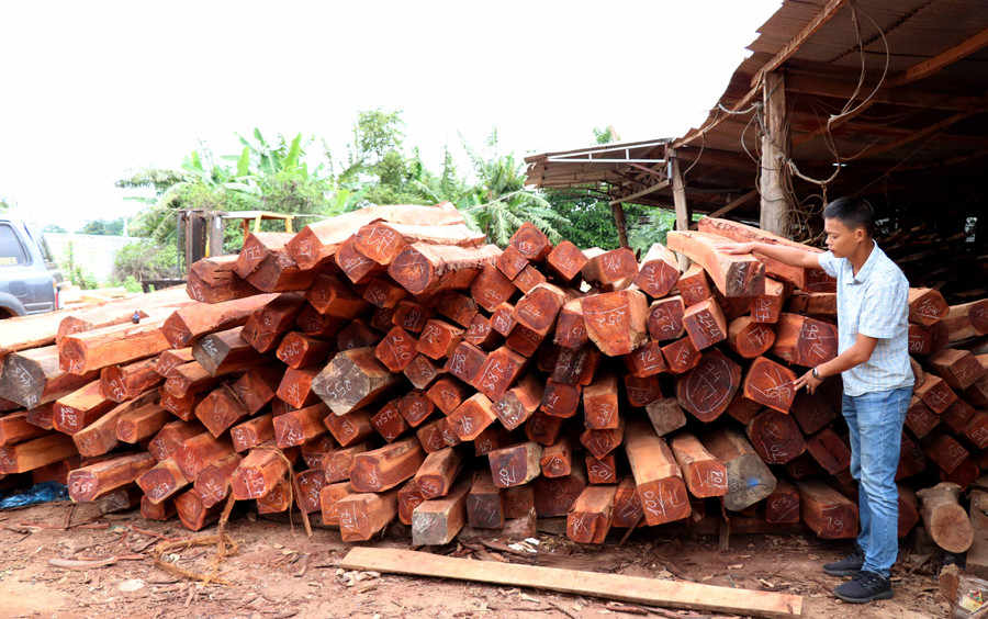 Gần 200 m3 gỗ lậu được phát hiện trong xưởng gỗ. Ảnh: Văn Ngọc