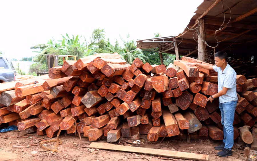 Gần 200 m3 gỗ lậu được phát hiện trong xưởng gỗ. Ảnh: Văn Ngọc