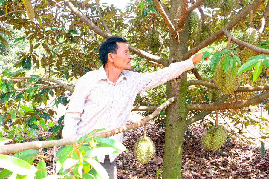 Ông Nguyễn Thanh Thương (thôn Thiên An, xã Ia Blứ) trồng, chăm sóc sầu riêng theo quy trình hữu cơ cho năng suất cao, được thị trường ưa chuộng. Ảnh: QUANG TẤN 