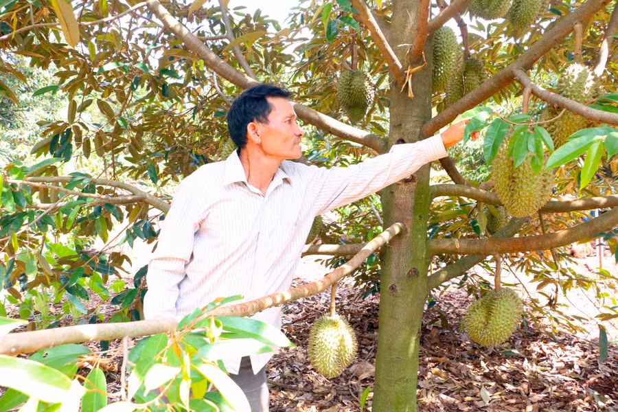 Ông Nguyễn Thanh Thương (thôn Thiên An, xã Ia Blứ) trồng, chăm sóc sầu riêng theo quy trình hữu cơ cho năng suất cao, được thị trường ưa chuộng. Ảnh: QUANG TẤN 