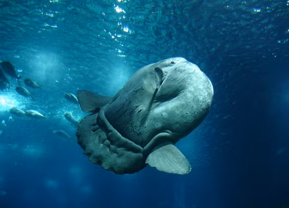 Liên minh Bảo tồn thiên nhiên quốc tế (IUCN) xếp cá mặt trăng là loài dễ bị tổn thương - Ảnh: BESTPHOTOSITE