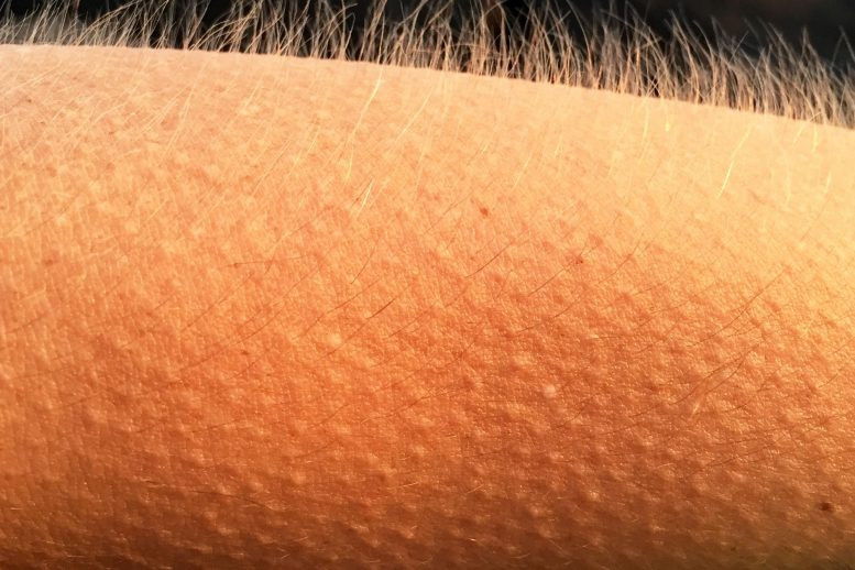 Các nhà khoa học Harvard phát hiện ra các loại tế bào gây ra nổi da gà cũng kiểm soát cả sự phát triển của tóc.