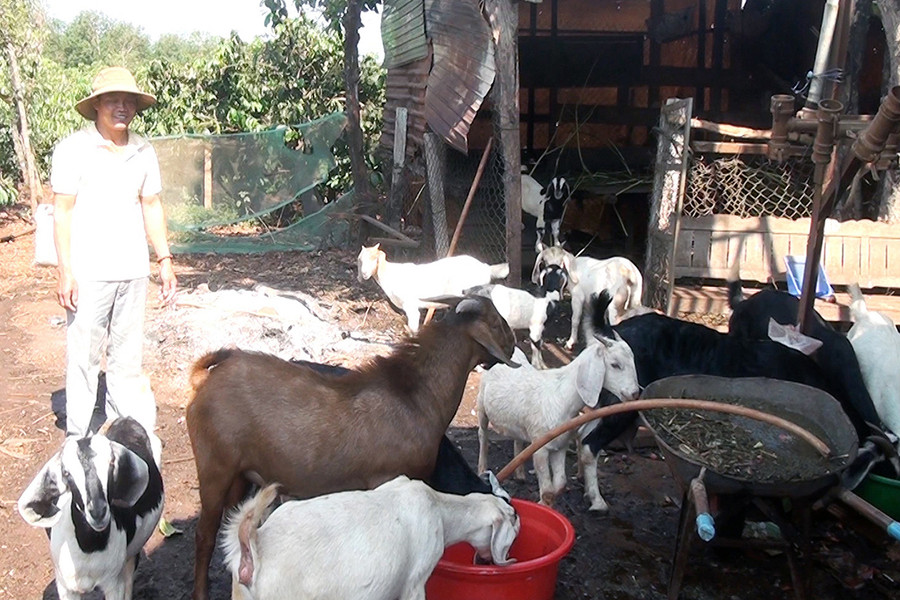 Các hội viên tham gia mô hình có điều kiện chia sẻ kinh nghiệm để đàn dê được chăm sóc tốt và sinh sản nhiều dê con. Ảnh: Nguyễn Sang