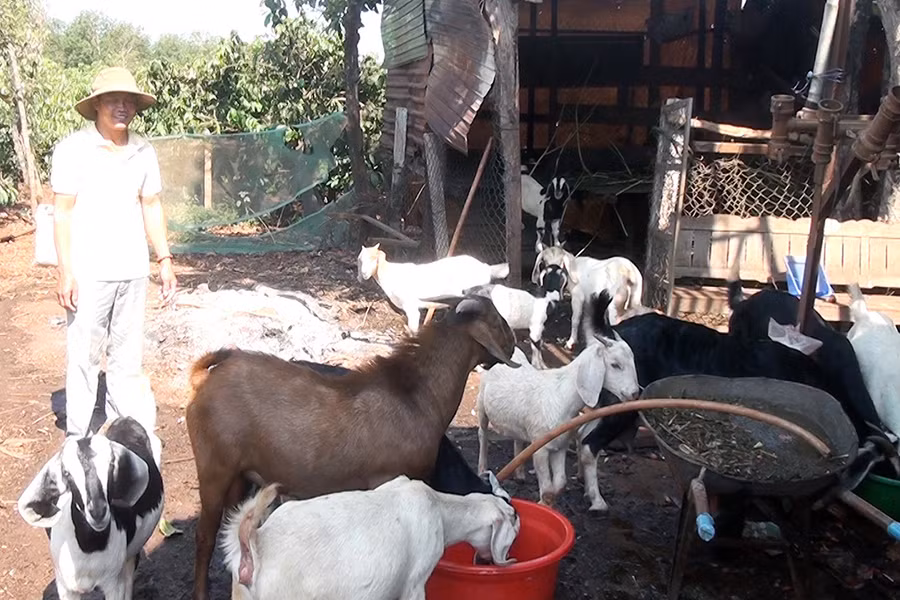 Các hội viên tham gia mô hình có điều kiện chia sẻ kinh nghiệm để đàn dê được chăm sóc tốt và sinh sản nhiều dê con. Ảnh: Nguyễn Sang