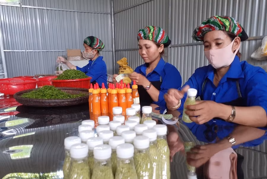 Sơ chế, tạo sản phẩm ớt A riêu muối đưa ra thị trường. Ảnh: H.L Sơ chế, tạo sản phẩm ớt A riêu muối đưa ra thị trường. Ảnh: H.L