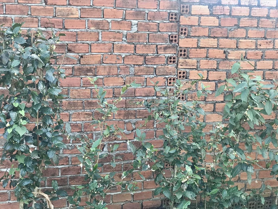 Uống chè xanh giúp giảm lượng cholesterol. Ảnh: Ngọc Lê