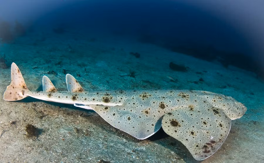 Cá nhám dẹt đang bị 