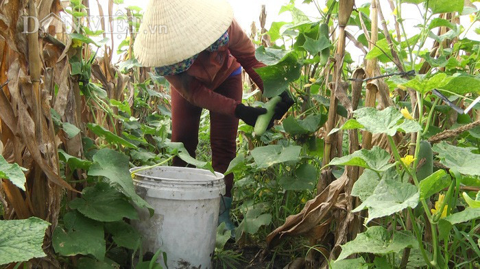 Chị Gắm, vợ anh Thôi, đang thu hoạch dưa leo. Mặc dù dưa leo trồng dưới gốc bắp nhưng cây khỏe mạnh, cho trái nhiều và ít sâu bệnh. Đây chính là điều nhiều người tới thăm quan tấm tắc khen mô hình lạ mà hay. Chị Gắm, vợ anh Thôi, đang thu hoạch dưa leo. Mặc dù dưa leo trồng dưới gốc bắp nhưng cây khỏe mạnh, cho trái nhiều và ít sâu bệnh. Đây chính là điều nhiều người tới thăm quan tấm tắc khen mô hình lạ mà hay.