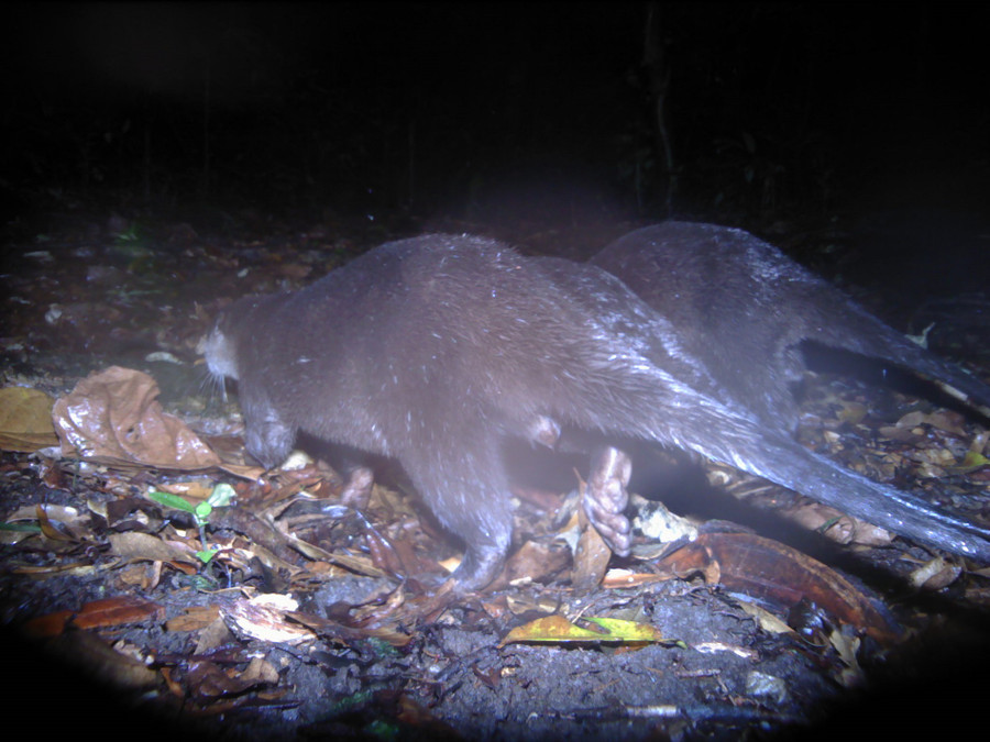 Rái cá vuốt bé được chụp bằng bẫy ảnh tại Kon Plông. Ảnh: FFI. 