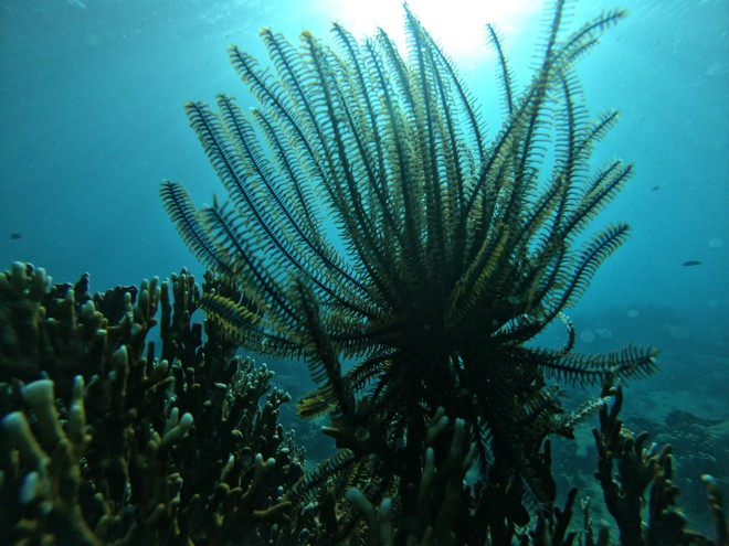 San hô như những rừng cây dưới đại dương. Ảnh: BQL VỊNH NHA TRANG CUNG CẤP