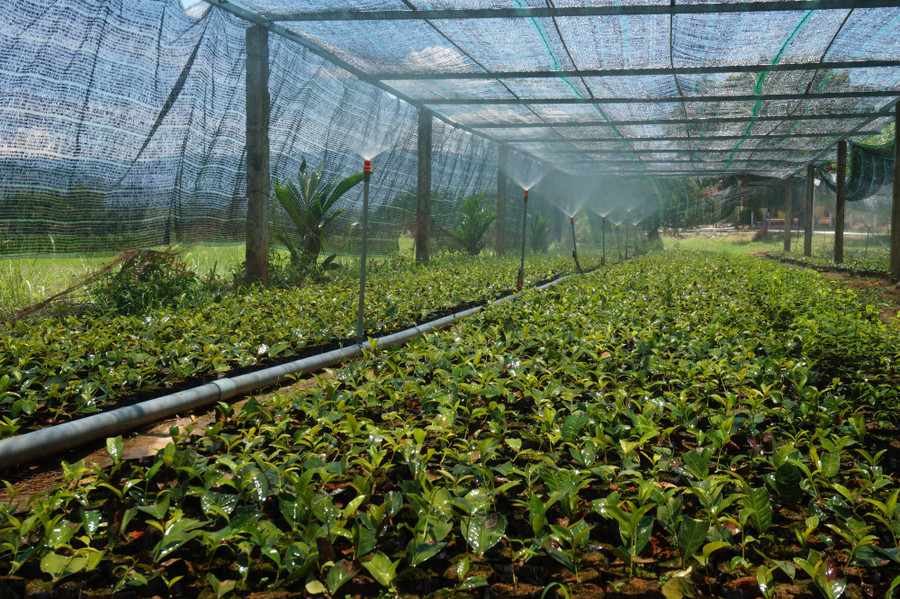 Chè Bancha An Bằng chứa lượng caffein rất ít nên hạn chế chứng mất ngủ, giúp tiêu hóa tốt, điều hòa thân nhiệt, trợ tim, bổ thần kinh… 