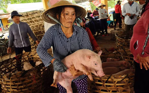 Bà Trần Thị Thảo bế heo con giúp chủ đưa vào chợ bán. Ảnh: B.D.