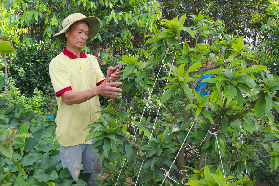 Ông Ngô Hồng (xã Song An, thị xã An Khê) chăm sóc vườn mai của gia đình. Ảnh: Ngọc Minh 