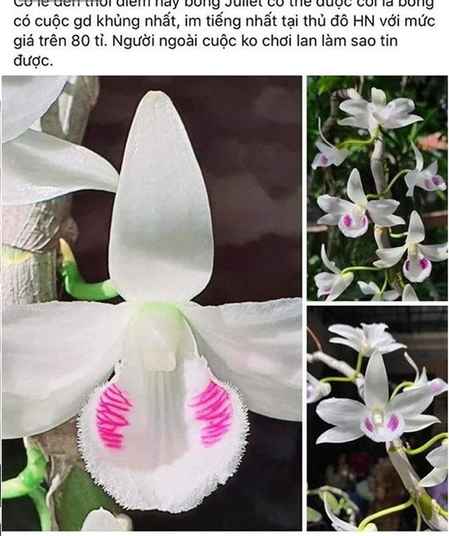 Lan đột biến được cho là có giá 83 tỷ đồng Lan đột biến được cho là có giá 83 tỷ đồng