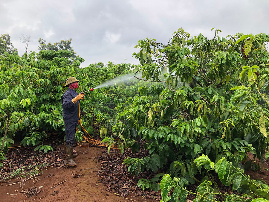  Người dân huyện Ia Grai phun thuốc phòng trừ sâu bệnh cho cây cà phê. Ảnh: L.N