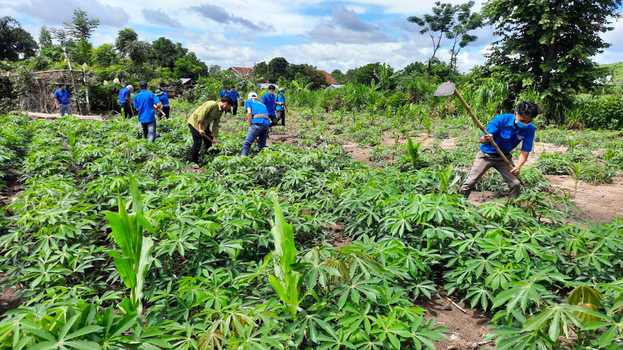 ĐVTN hỗ trợ người dân nhiều phần việc ngay sau lễ ra quân. Ảnh: Phan Lài