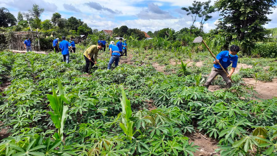 ĐVTN hỗ trợ người dân nhiều phần việc ngay sau lễ ra quân. Ảnh: Phan Lài