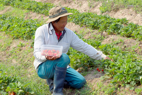 Gia đình ông Nguyễn Ngọc Cường (thôn Xuân An 3, xã Xuân An, thị xã An Khê) thu nhập từ vườn dâu tây cao gấp 2-3 lần so với trồng cây rau hoa màu khác. Ảnh: N.M