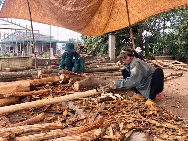 Với nhiều phụ nữ ở huyện Chư Pah, nghề cạo vỏ bời lời đem lại nguồn thu nhập chính cho gia đình. Ảnh: N.T