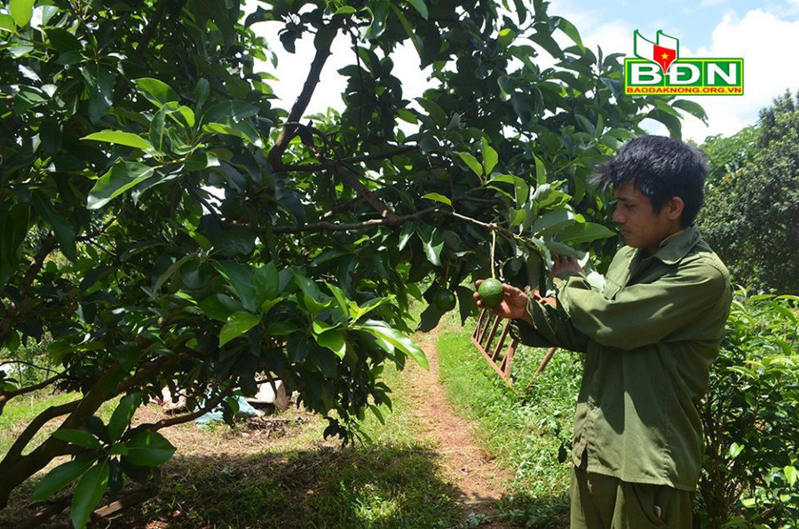 Một số hộ dân trồng bơ booth tại thôn 7, xã Đắk Ha (huyện Đắk Glong, tỉnh Đắk Nông) thất bại do tỷ lệ đậu quả thấp