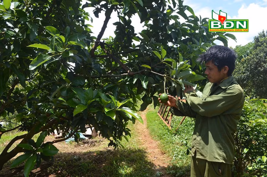 Một số hộ dân trồng bơ booth tại thôn 7, xã Đắk Ha (huyện Đắk Glong, tỉnh Đắk Nông) thất bại do tỷ lệ đậu quả thấp