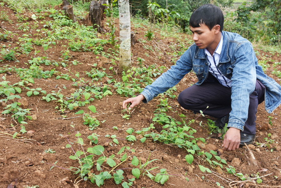 Người dân Ngọc Lây phát triển sâm dây. Ảnh: VP