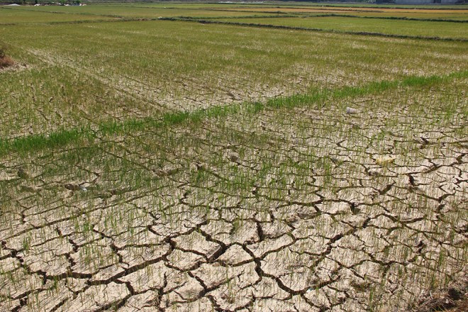 Chân ruộng nhiều cánh đồng ở H.Nghi Lộc (Nghệ An) nứt toác vì nắng hạn khốc liệt ẢNH: KHÁNH HOAN