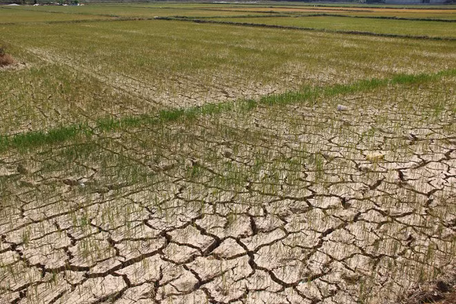 Chân ruộng nhiều cánh đồng ở H.Nghi Lộc (Nghệ An) nứt toác vì nắng hạn khốc liệt ẢNH: KHÁNH HOAN