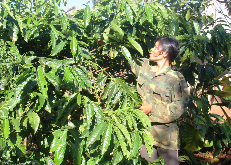 Gia đình chị Đinh Kreh (làng Quái, xã Bờ Ngong, huyện Chư Sê) nâng cao thu nhập nhờ áp dụng cơ giới hóa trong sản xuất. Ảnh Trần Dung
