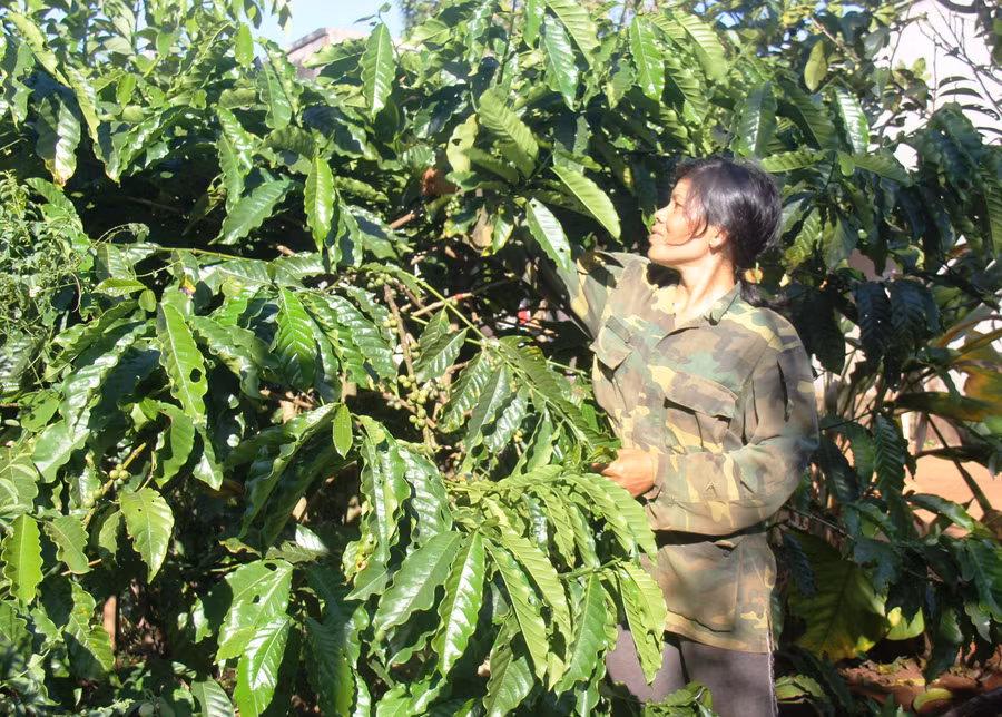 Gia đình chị Đinh Kreh (làng Quái, xã Bờ Ngong, huyện Chư Sê) nâng cao thu nhập nhờ áp dụng cơ giới hóa trong sản xuất. Ảnh Trần Dung