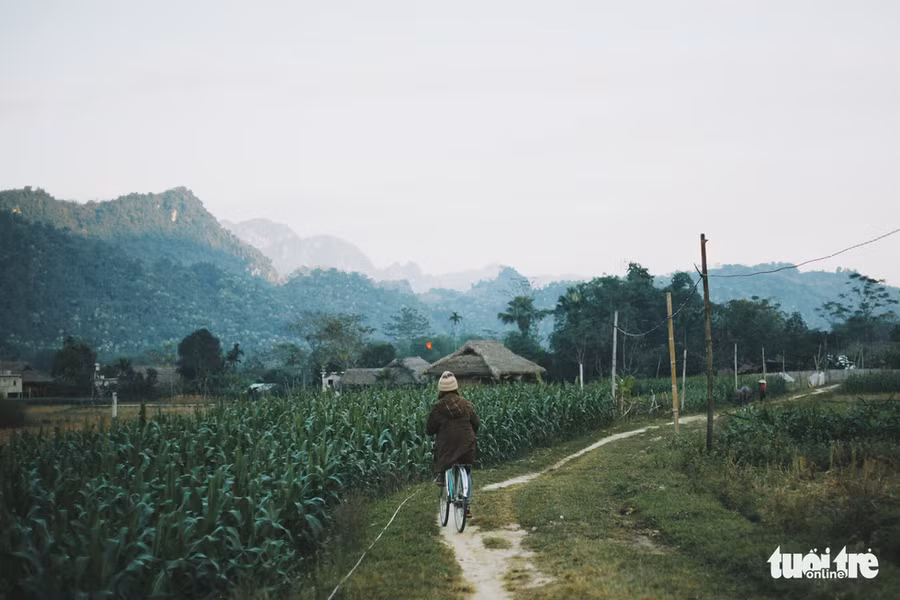 Đạp xe một vòng quanh bản Tông Pắng, ngắm cánh đồng ngô còn chưa đơm bắp - Ảnh: CẨM TIÊN
