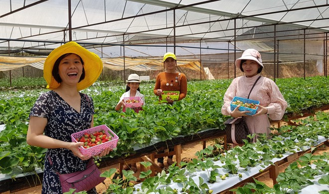 Du khách trải nghiệm trong vườn dâu tây Đà Lạt ẢNH: LÂM VIÊN