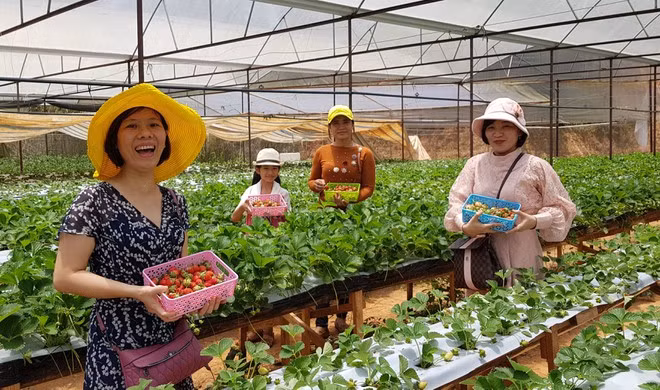 Du khách trải nghiệm trong vườn dâu tây Đà Lạt ẢNH: LÂM VIÊN