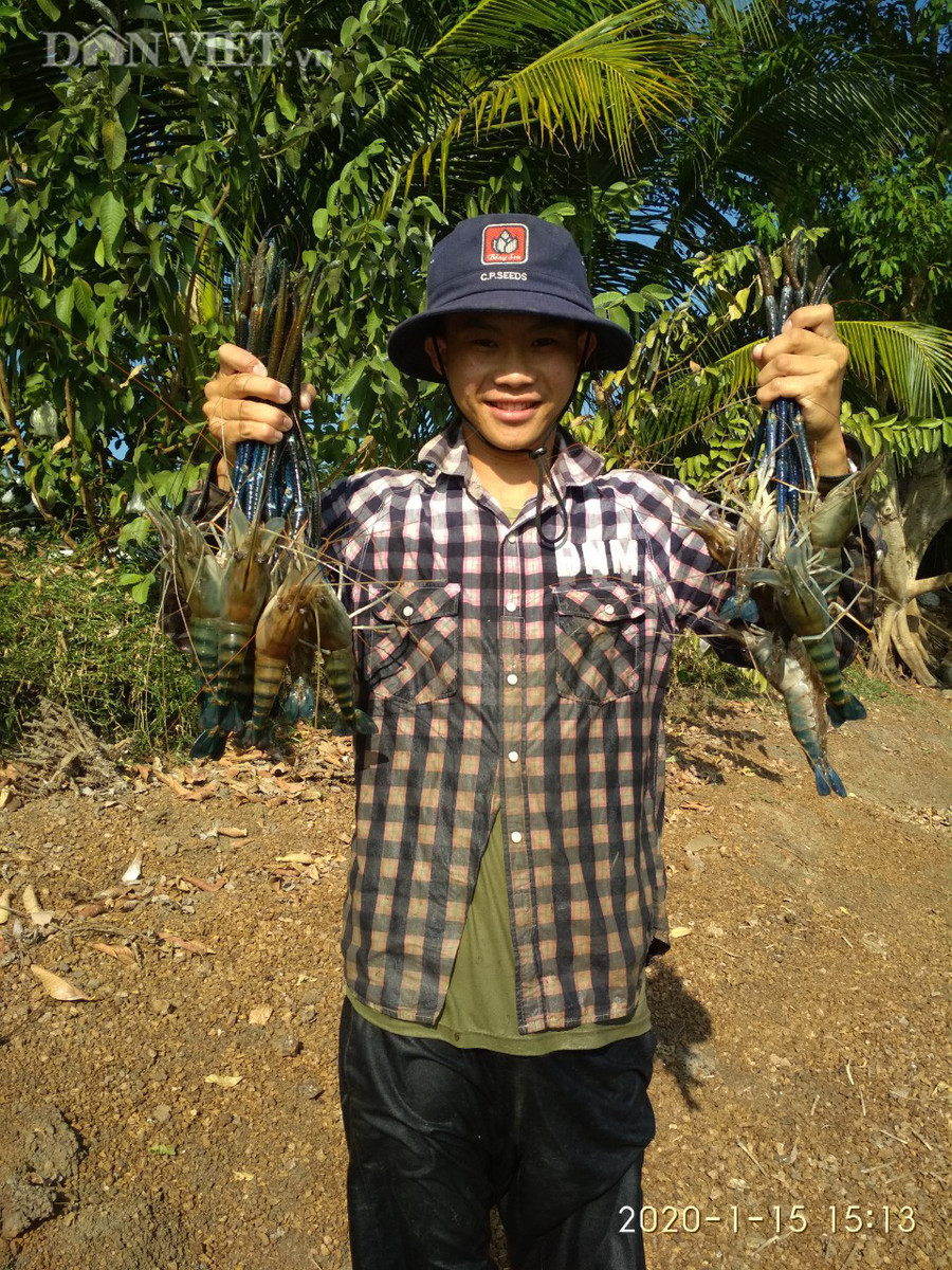 Lứa tôm càng xanh đầu tiên 9x Đắk Lắk nuôi thành công. (Ảnh: NVCC)