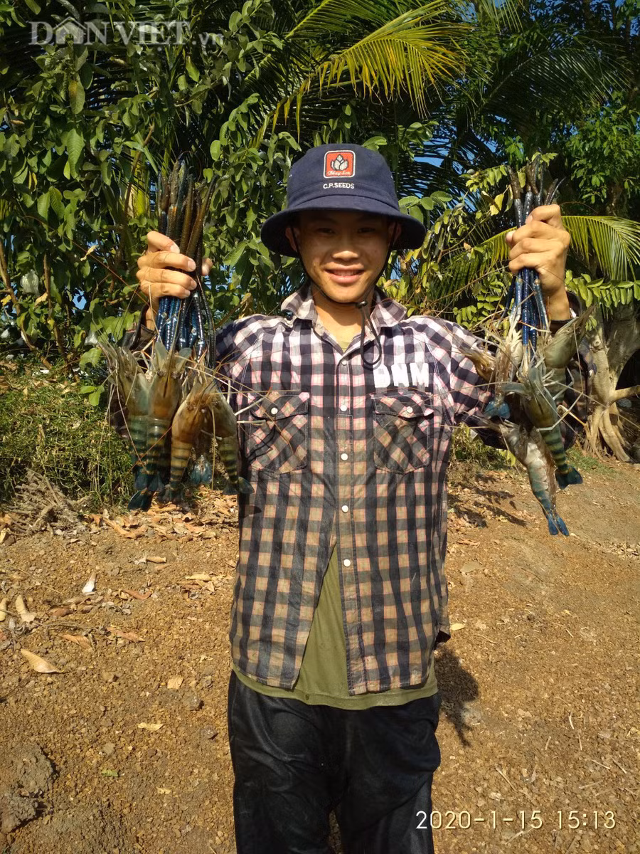 Lứa tôm càng xanh đầu tiên 9x Đắk Lắk nuôi thành công. (Ảnh: NVCC)