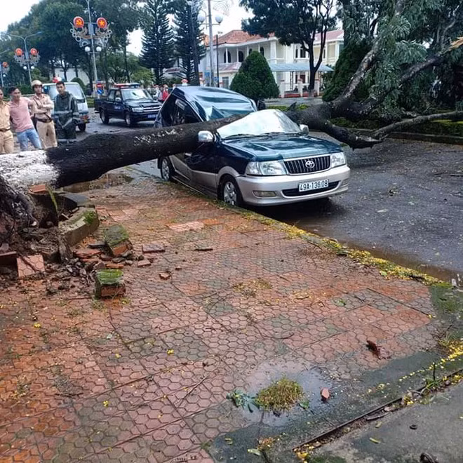 Hiện trường vụ cây sao bật gốc đè bẹp dúm ô tô con tại đường trung tâm hành chính huyện Bảo Lâm. Ảnh: TRÙNG DƯƠNG