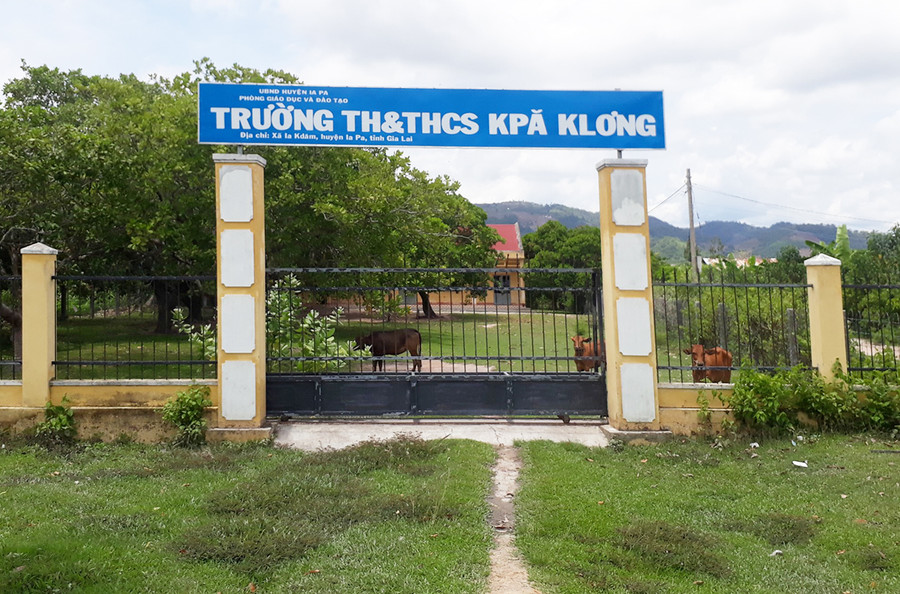 Bò gặm cỏ trong điểm trường làng H'Bel của Trường TH và THCS Kpă Klơng. Ảnh: Hoành Sơn Bò gặm cỏ trong Điểm trường làng H'Bel của Trường TH và THCS Kpă Klơng. Ảnh: Hoành Sơn