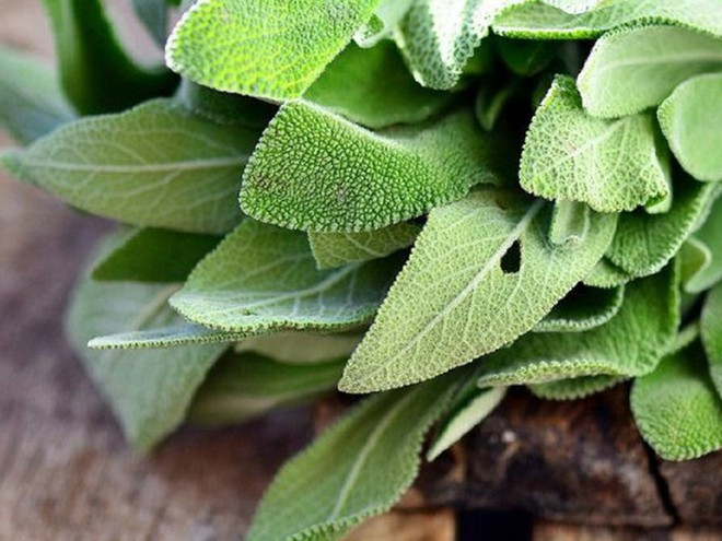 Cây xô thơm (ngải đắng) được nhiều nơi trên thế giới sử dụng để trị bệnh từ hàng trăm năm nay. ẢNH: SHUTTERSTOCK